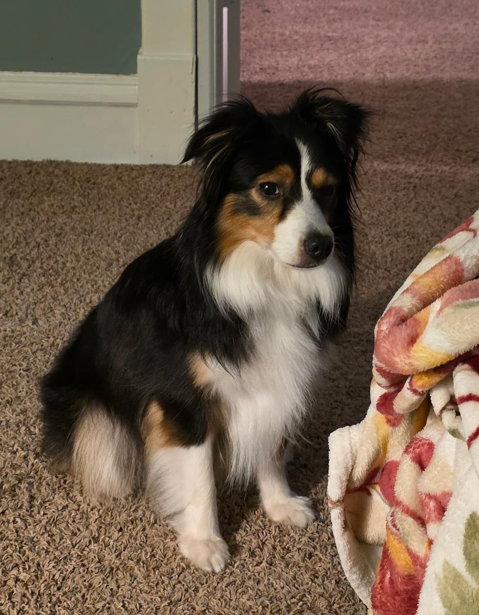 Enlarge Luna, a ADOPTABLE Australian Shepherd in Cedar Rapids, IA image 2/6