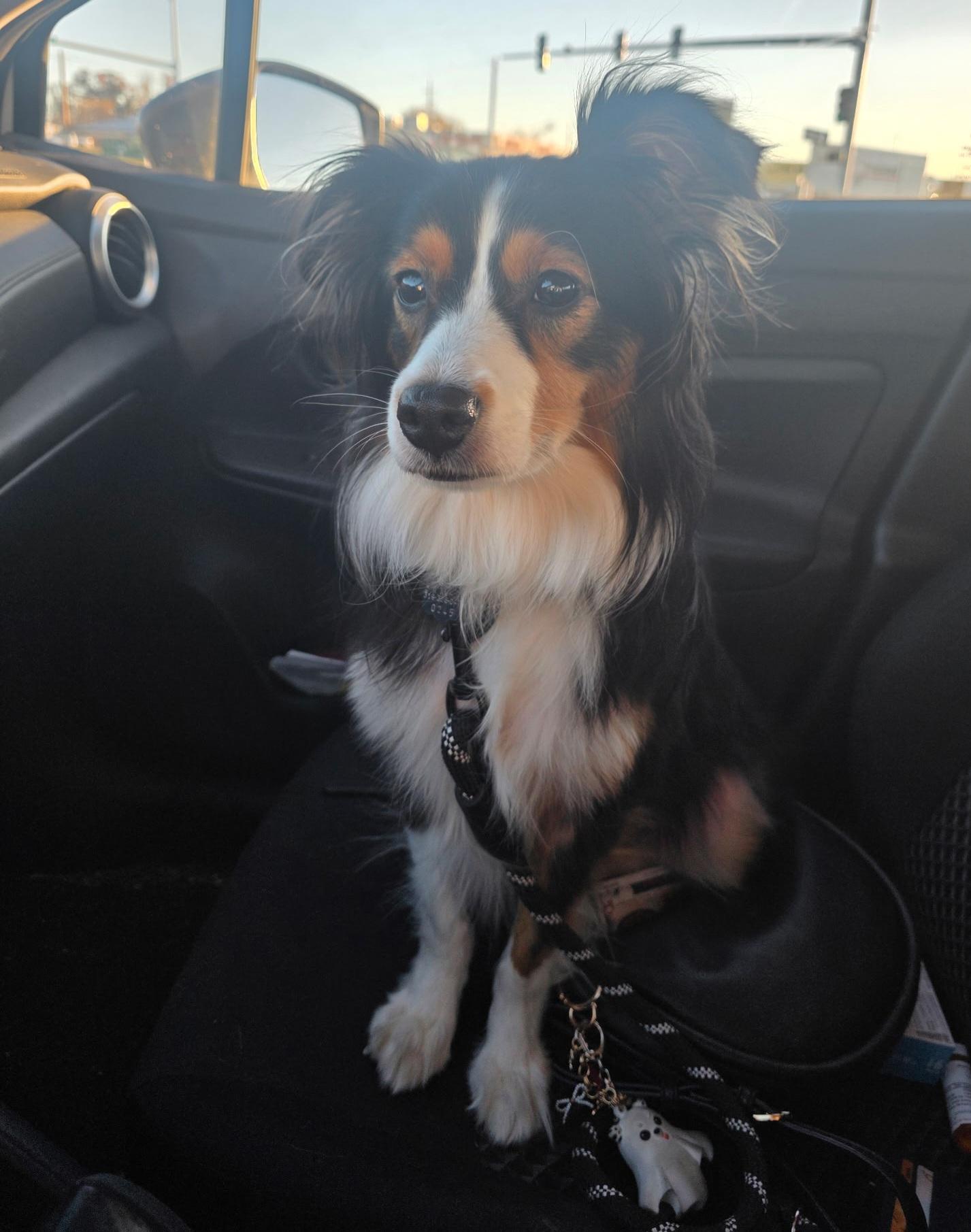 Enlarge Luna, a ADOPTABLE Australian Shepherd in Cedar Rapids, IA image 4/6