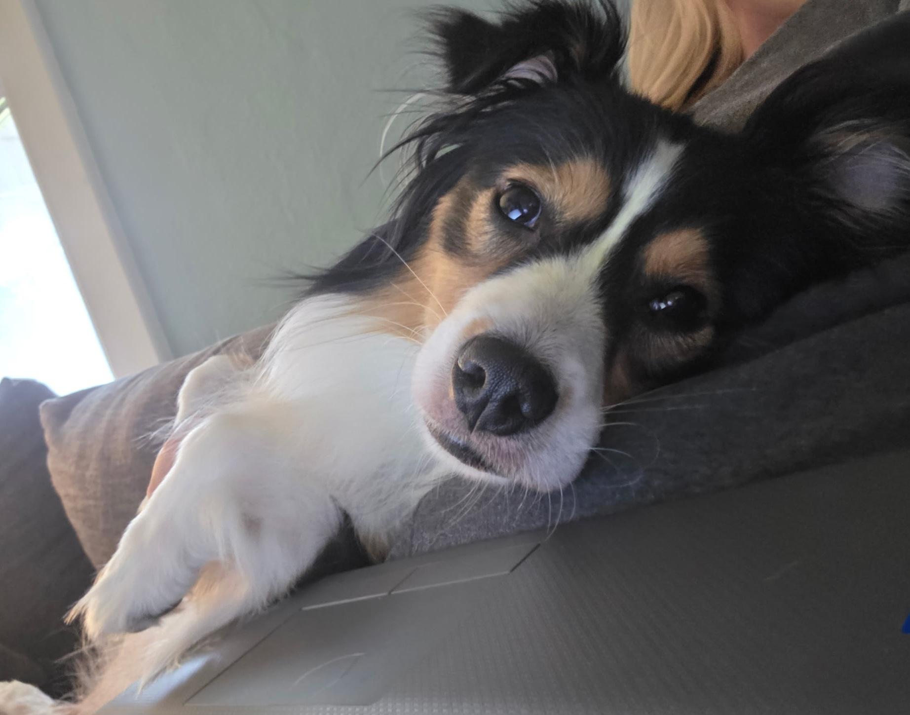 Enlarge Luna, a ADOPTABLE Australian Shepherd in Cedar Rapids, IA image 3/6