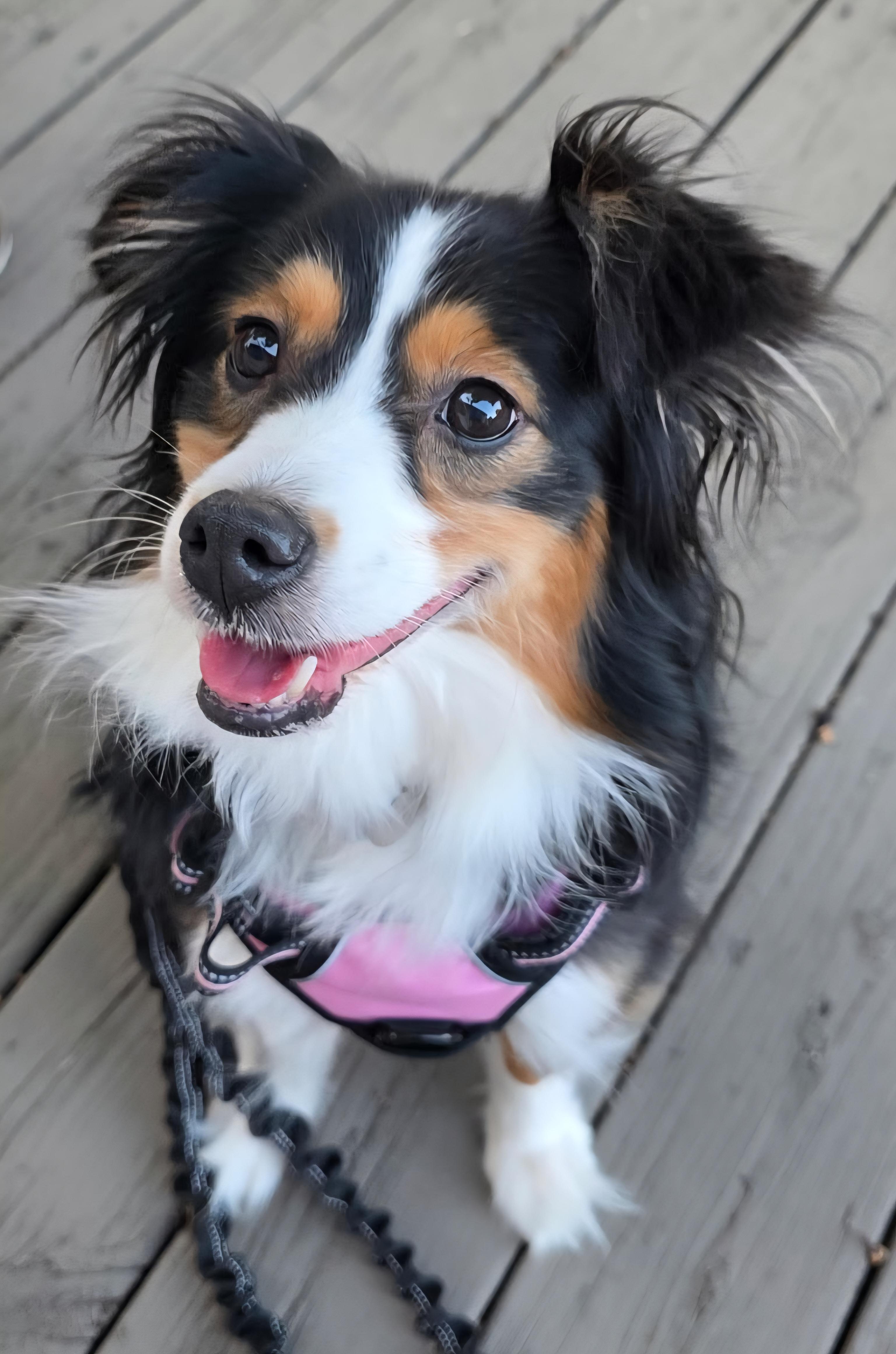 Luna, ADOPTABLE, Adult Female Australian Shepherd.