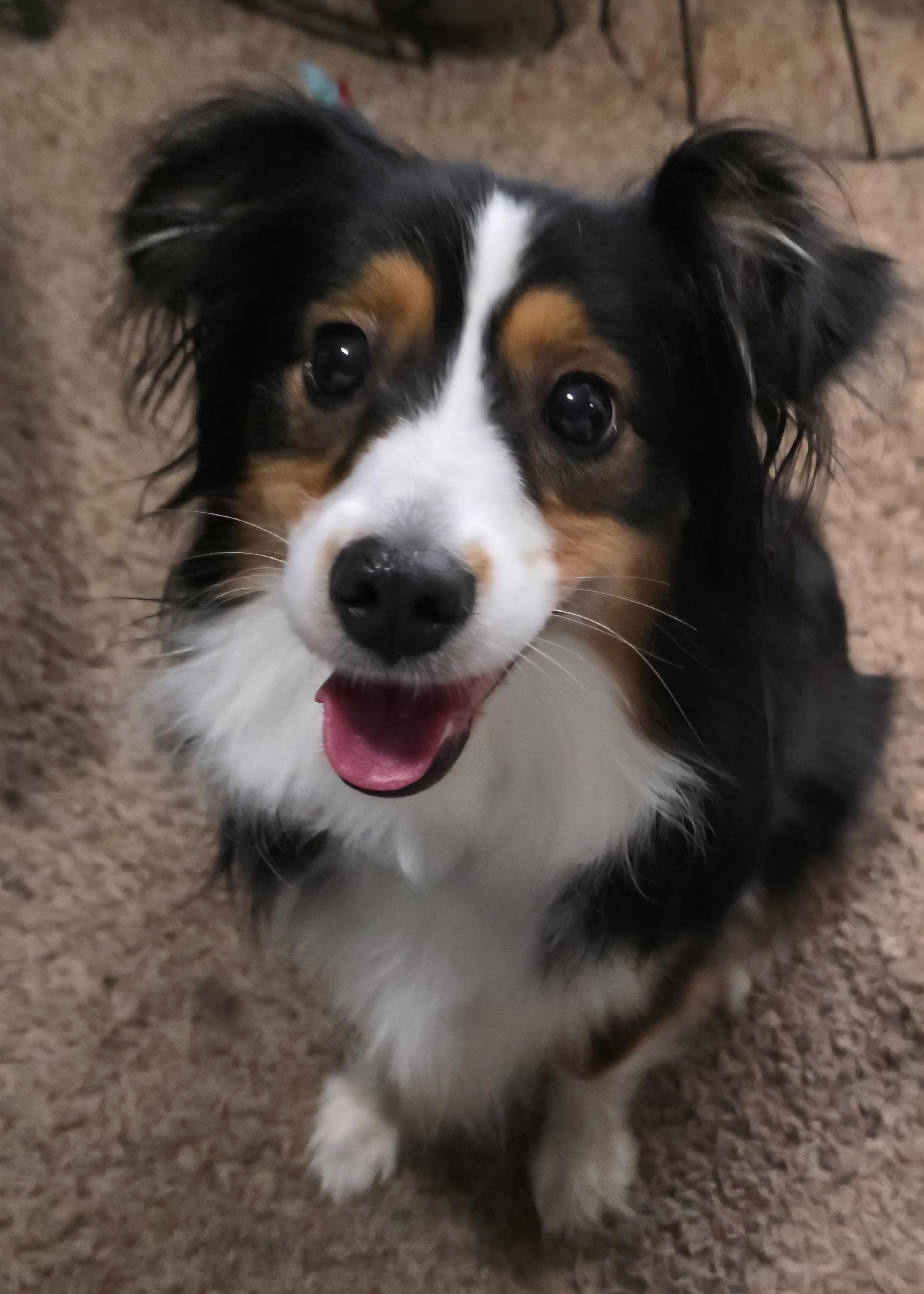 Enlarge Luna, a ADOPTABLE Australian Shepherd in Cedar Rapids, IA image 5/6