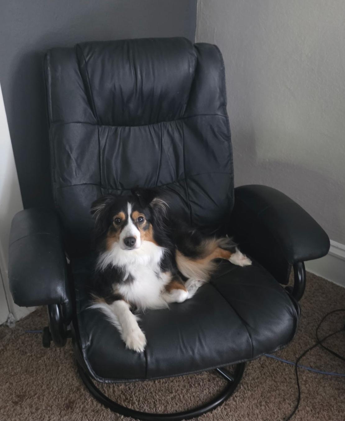 Enlarge Luna, a ADOPTABLE Australian Shepherd in Cedar Rapids, IA image 6/6