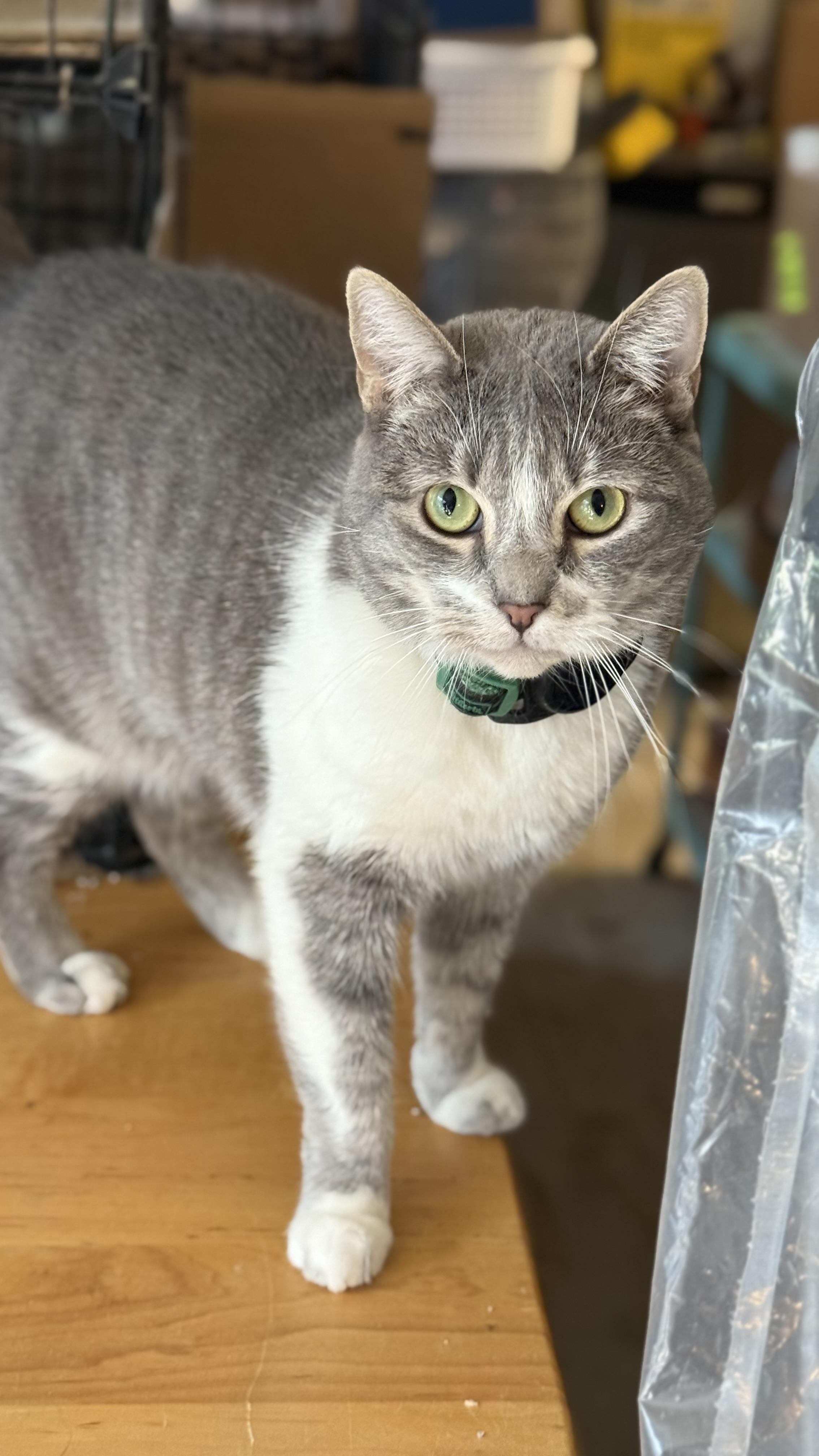 Enlarge Lily Jenkins, a Adoptable mixed breed in Sherman Oaks, CA image 1/6