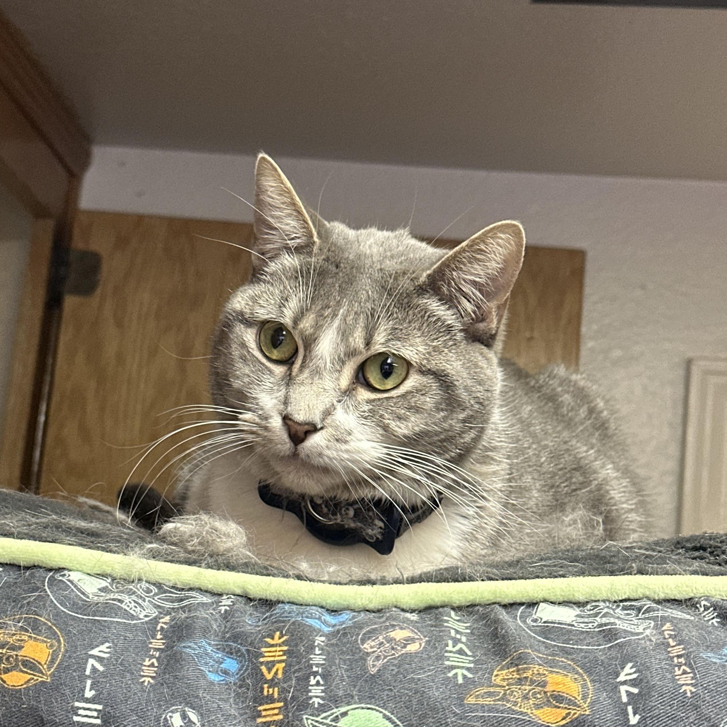 Enlarge Lily Jenkins, a Adoptable mixed breed in Sherman Oaks, CA image 6/6