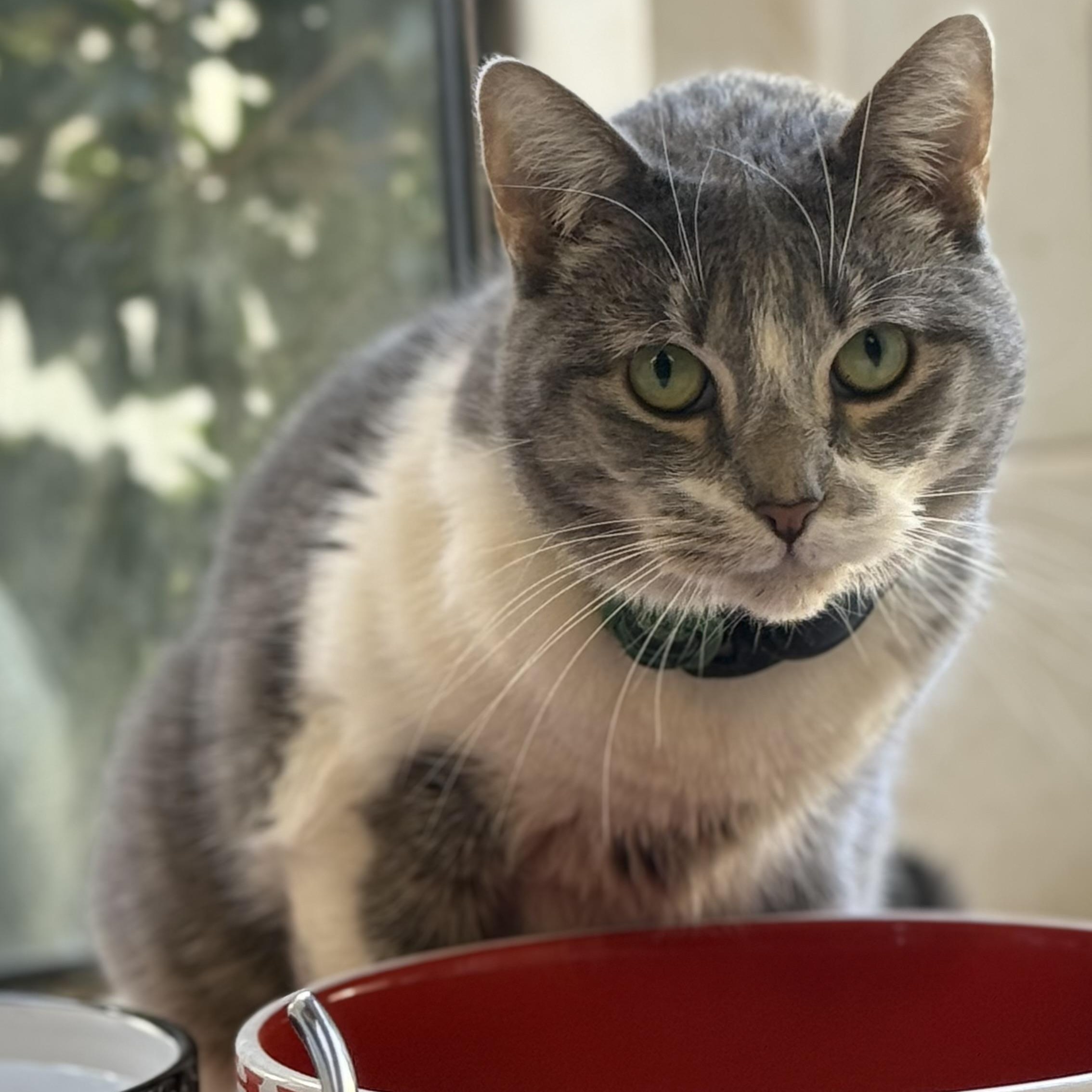 Enlarge Lily Jenkins, a Adoptable mixed breed in Sherman Oaks, CA image 2/6