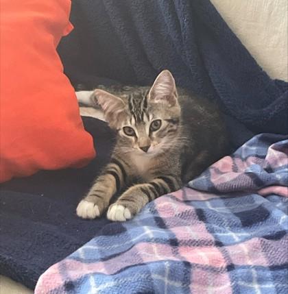 Maple (with Whisper), Adoptable, Kitten Female Domestic Short Hair & Domestic Short Hair.