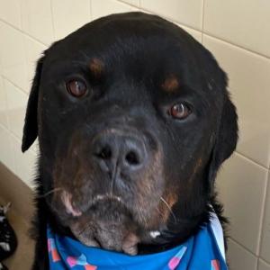 Enlarge BEAR, a Adopted mixed breed in Bakersfield, CA image 1/1