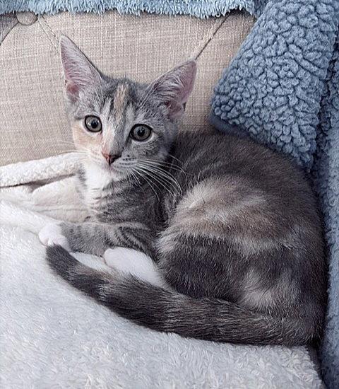 Starla, Adopted, Kitten Female Dilute Tortoiseshell.
