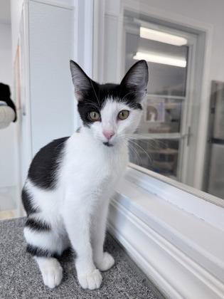 Cheyenne, Adoptable, Kitten Female Domestic Short Hair & Domestic Short Hair.