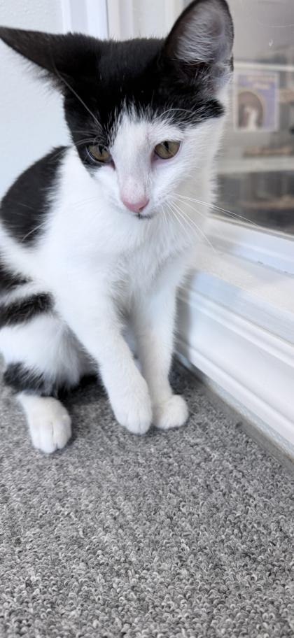 Enlarge Cheyenne, a Adoptable mixed breed in Venice, FL image 2/2
