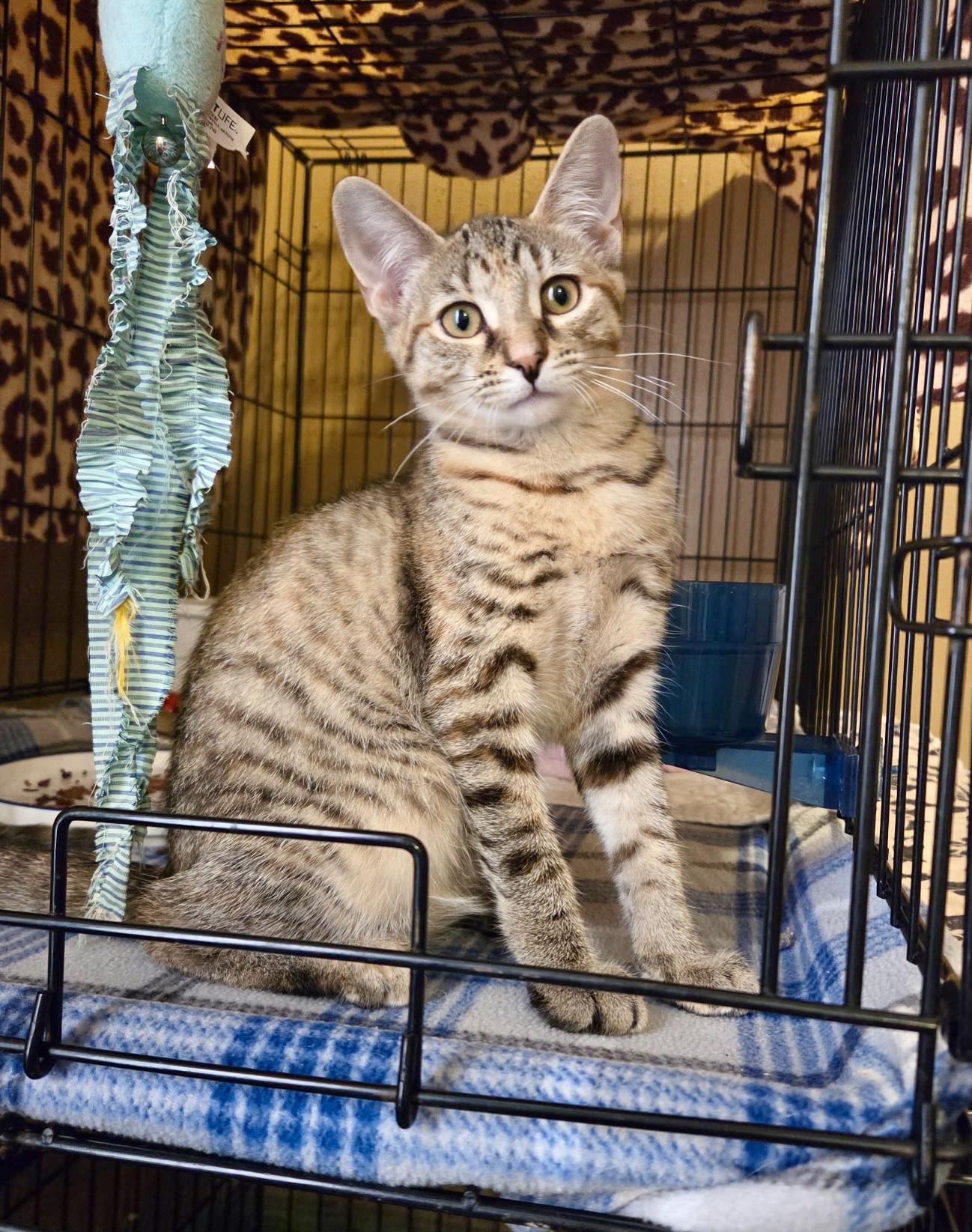 Ellie, adopted, Kitten Female Domestic Short Hair.