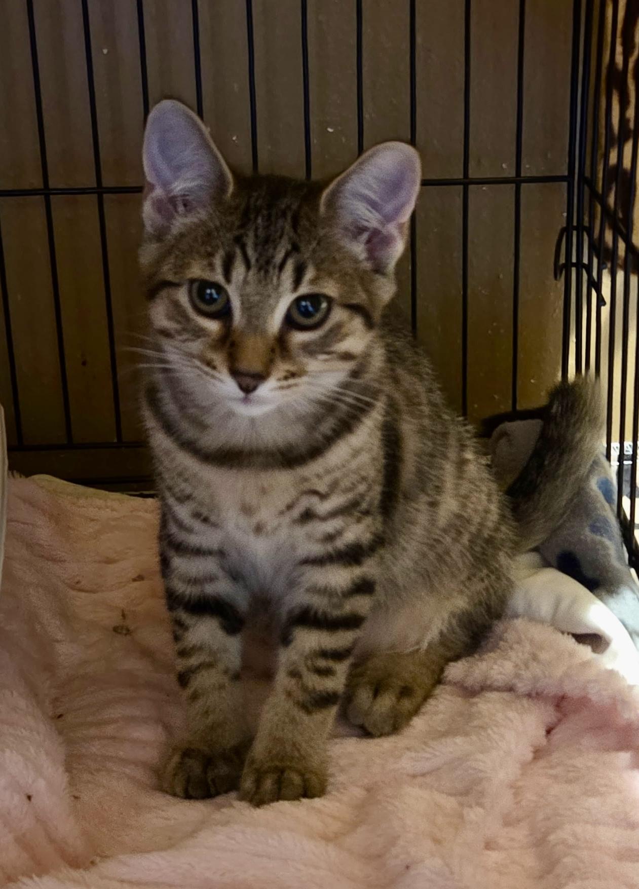 Enlarge Ellie, an adopted Domestic Short Hair in East Amherst, NY image 2/2