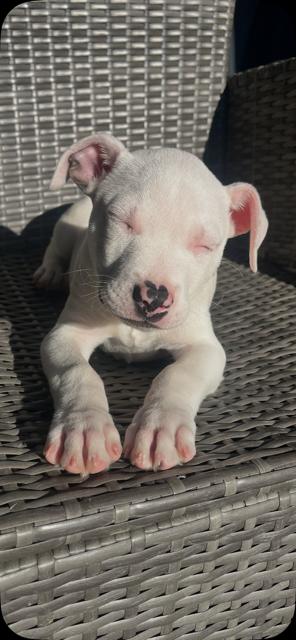 Ghost, an adopted mixed breed in Lodi, CA image 5/5