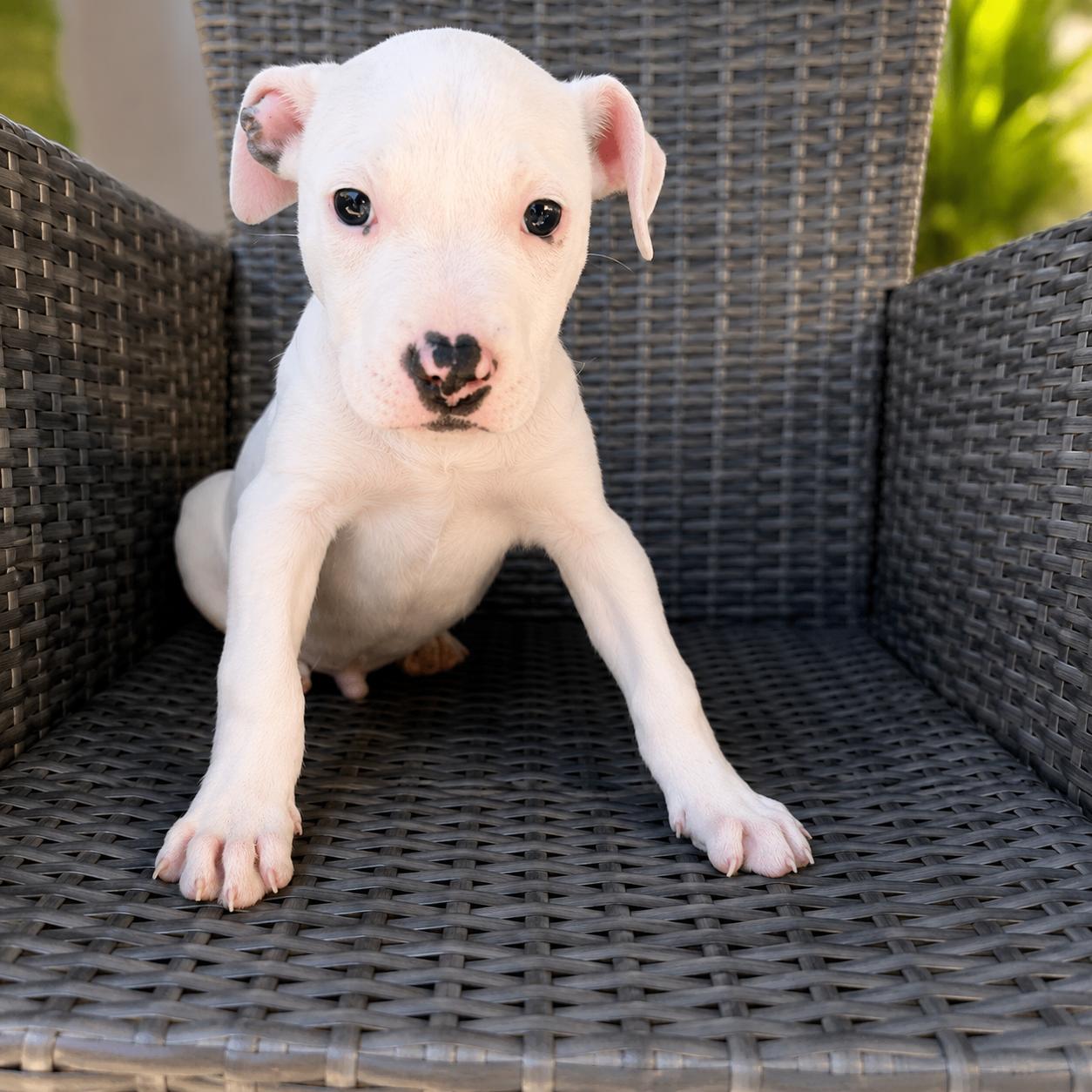 Ghost, an adopted mixed breed in Lodi, CA image 2/5
