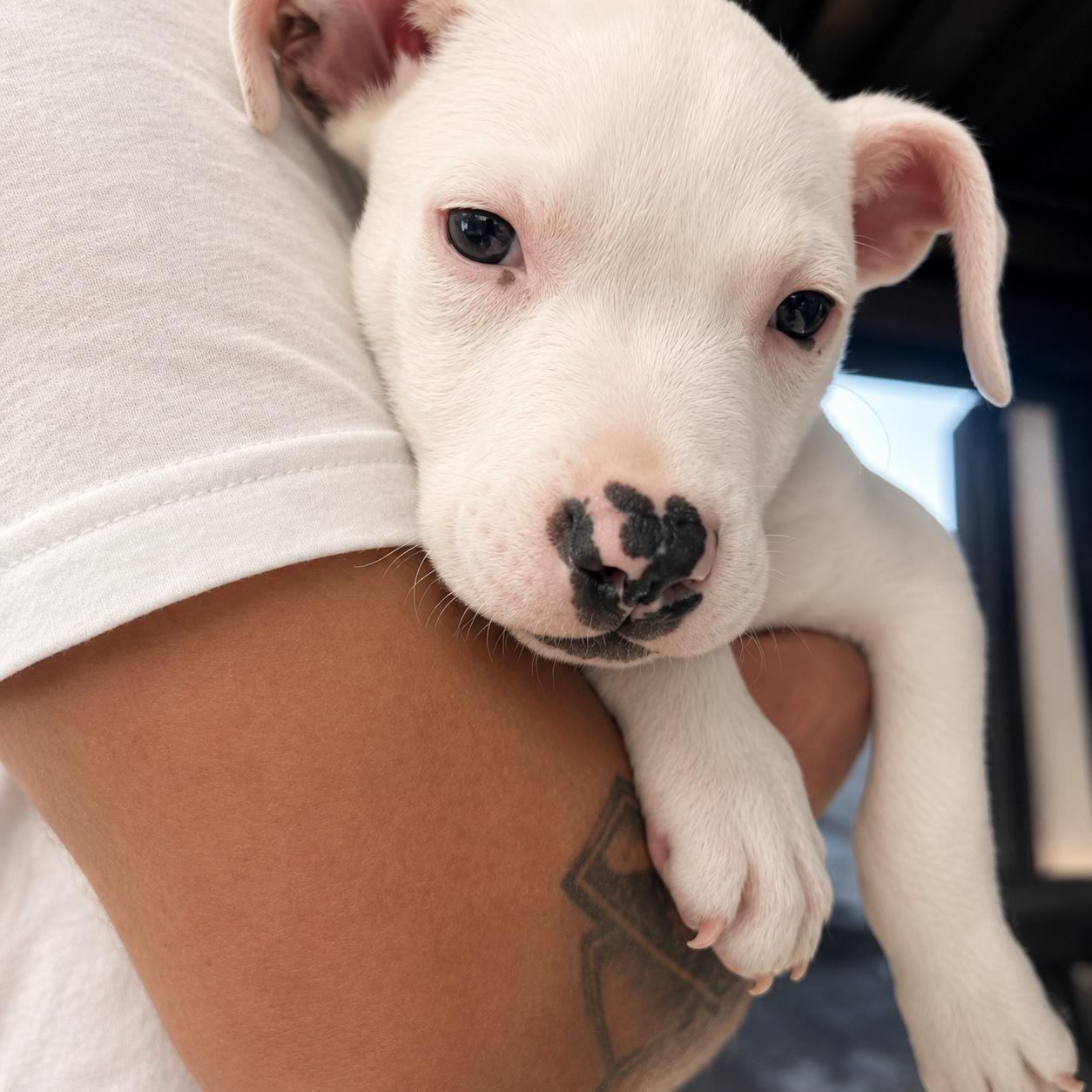 Ghost, an adopted mixed breed in Lodi, CA image 4/5
