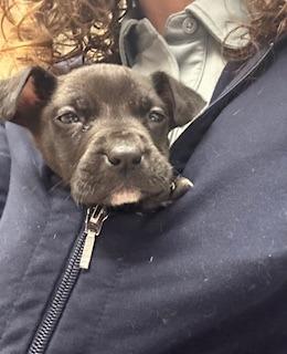 Gibson, Adopted, Puppy Male Mixed Breed.