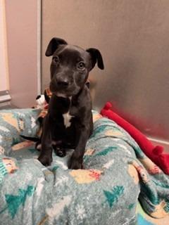 Gibson, a Adopted mixed breed in Sherwood, AR image 4/5