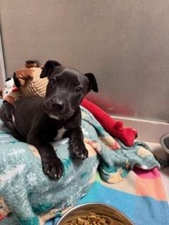 Gibson, a Adopted mixed breed in Sherwood, AR image 5/5