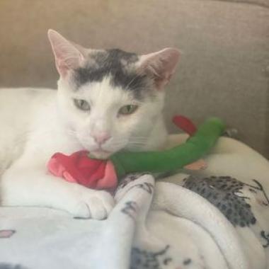 Enlarge Buster, a Adoptable Domestic Short Hair in Philadelphia, PA image 1/5