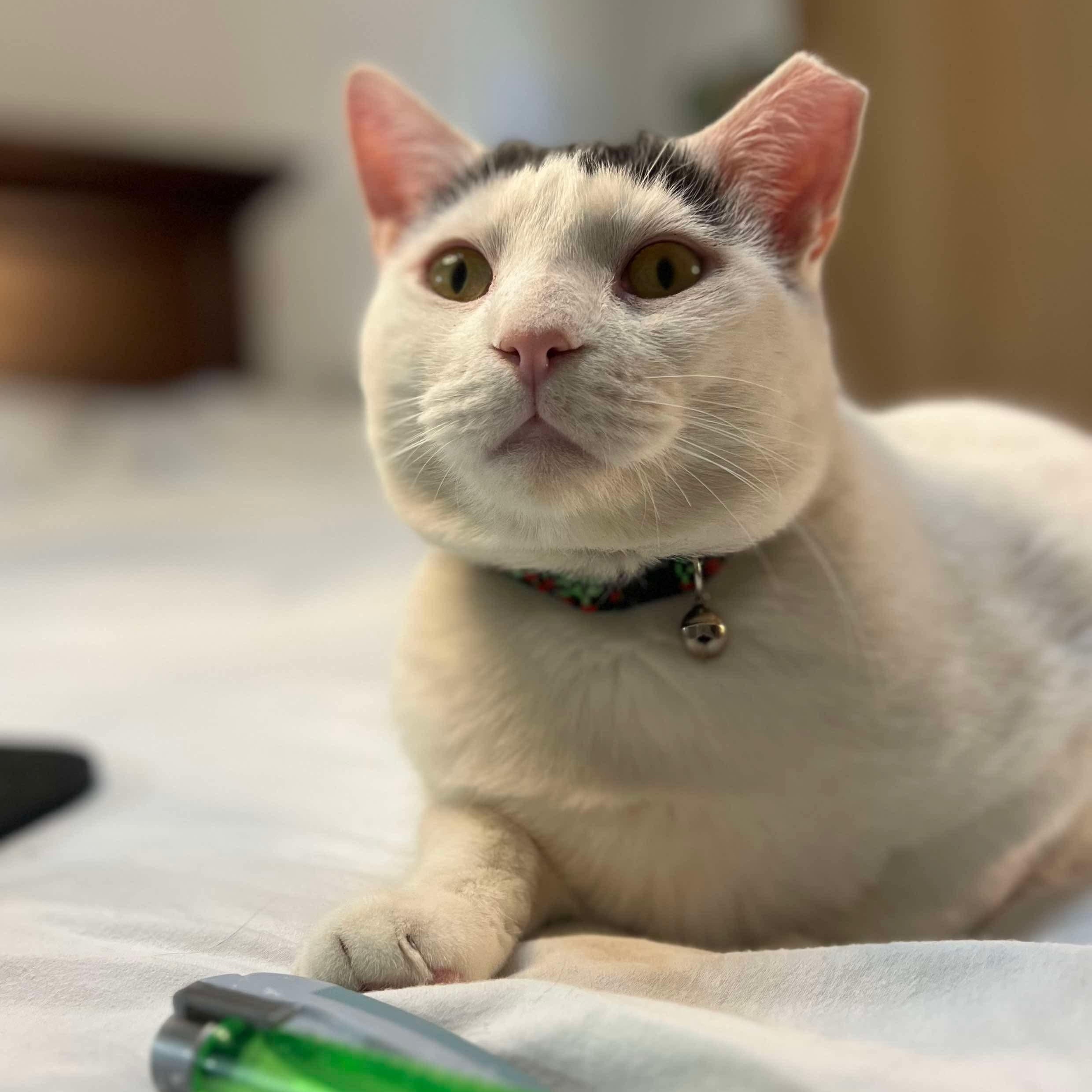 Buster, a Adoptable Domestic Short Hair in Philadelphia, PA image 1/7