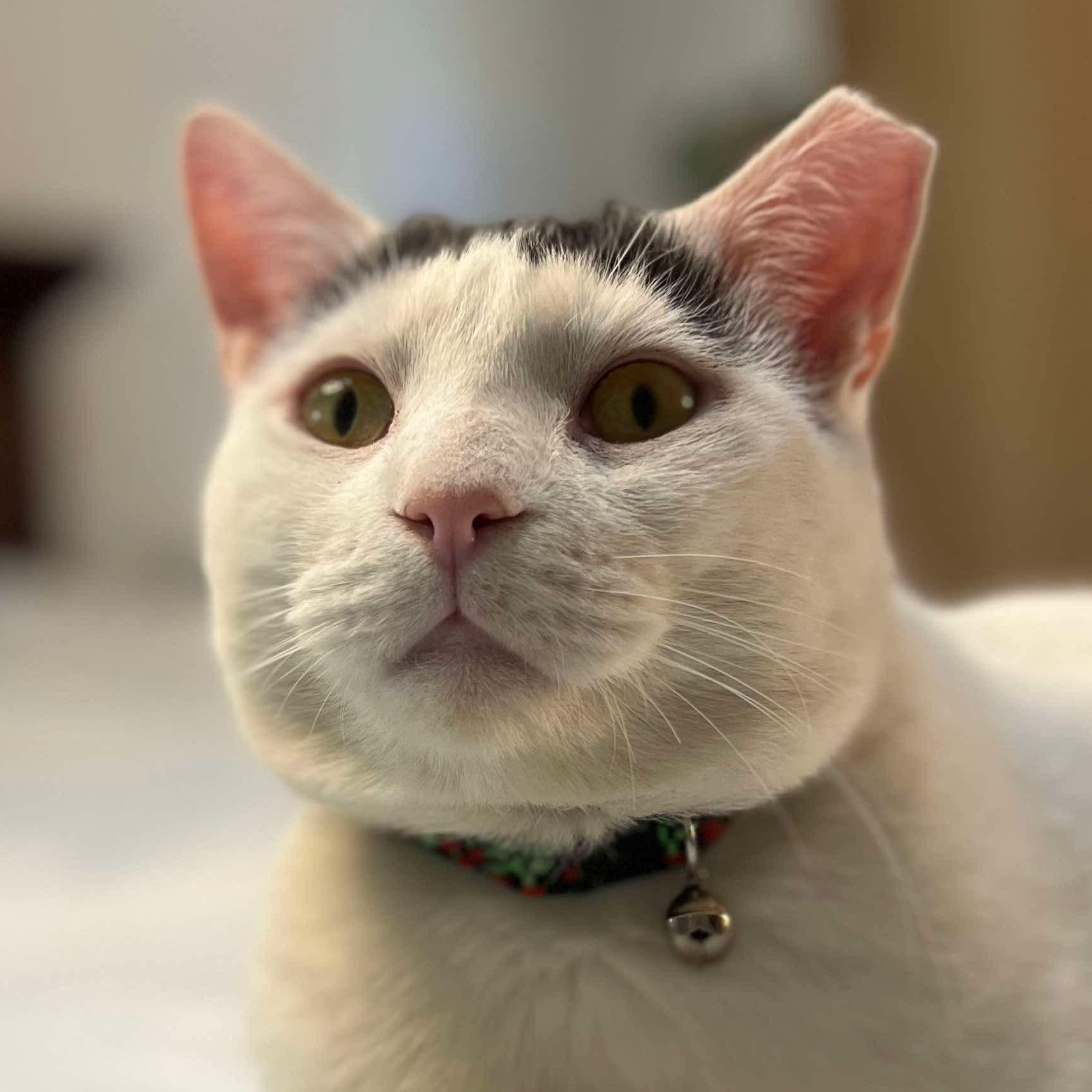 Buster, a Adoptable Domestic Short Hair in Philadelphia, PA image 2/7