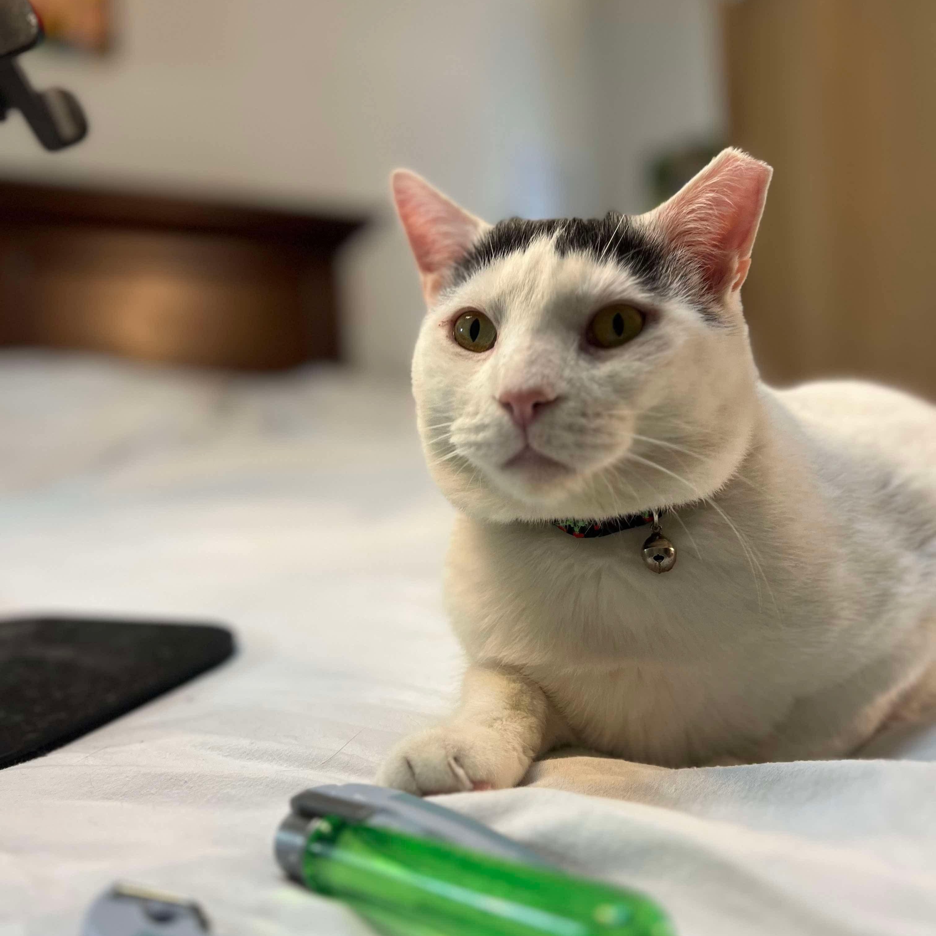 Buster, a Adoptable Domestic Short Hair in Philadelphia, PA image 3/7