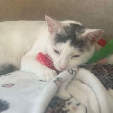 Enlarge Buster, a Adoptable Domestic Short Hair in Philadelphia, PA image 2/5