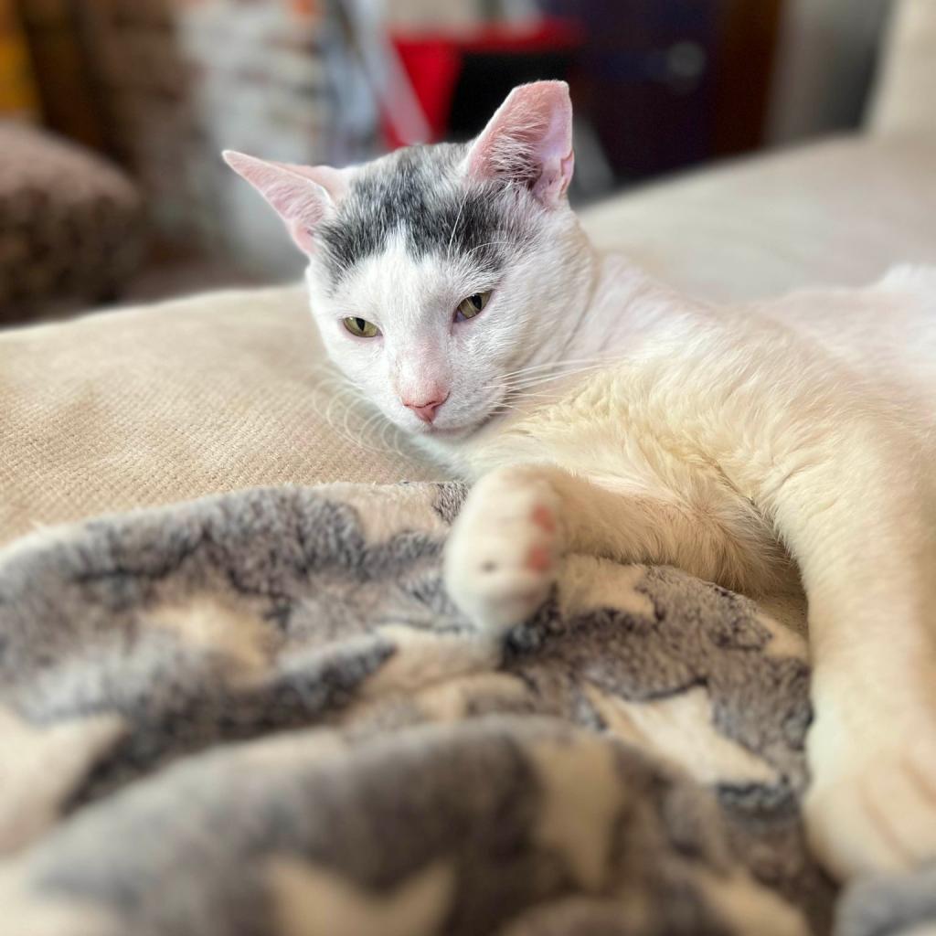 Enlarge Buster, a Adoptable Domestic Short Hair in Philadelphia, PA image 3/5