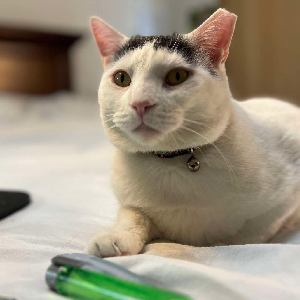 Enlarge Buster, a Adoptable Domestic Short Hair in Philadelphia, PA image 4/5