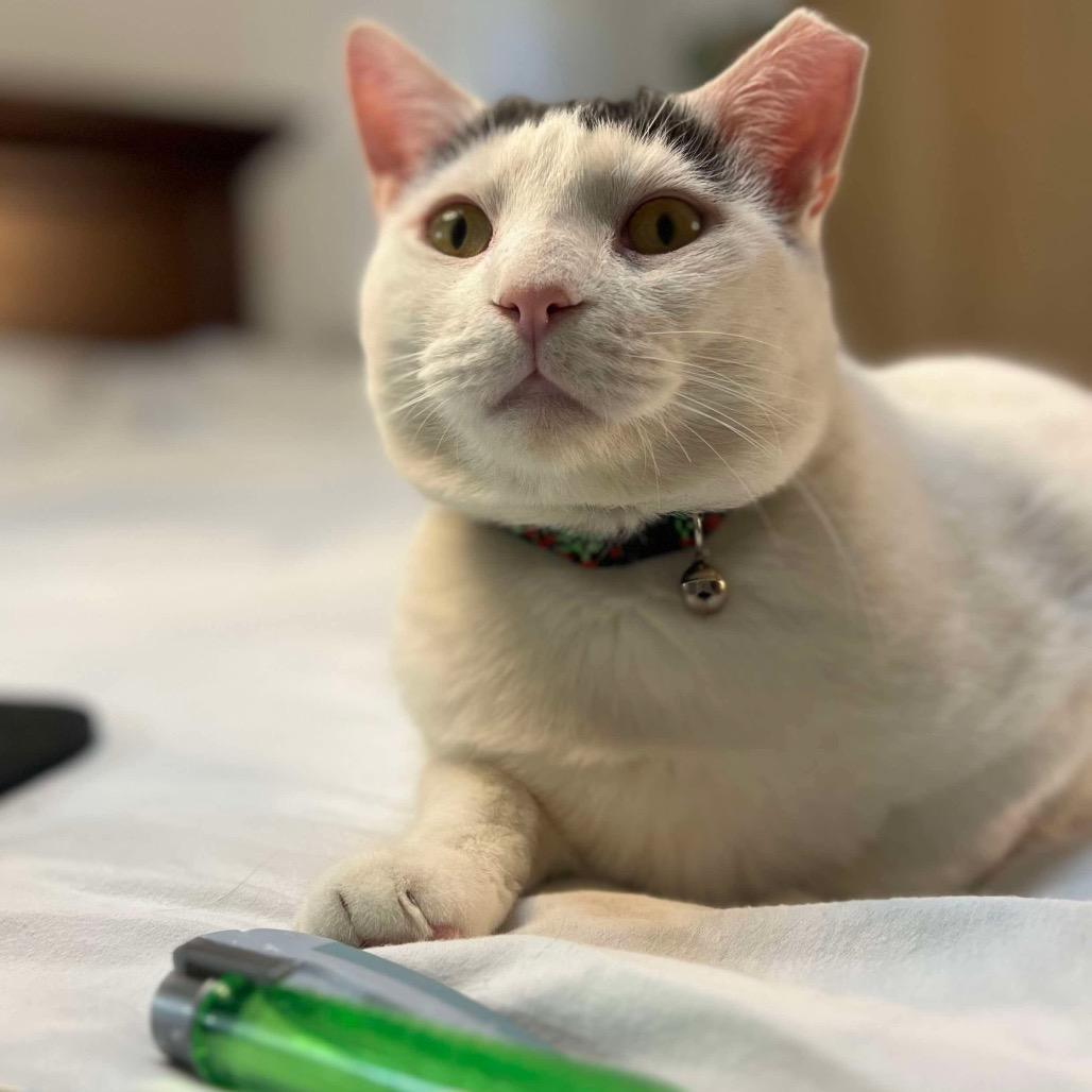 Enlarge Buster, a Adoptable Domestic Short Hair in Philadelphia, PA image 5/5