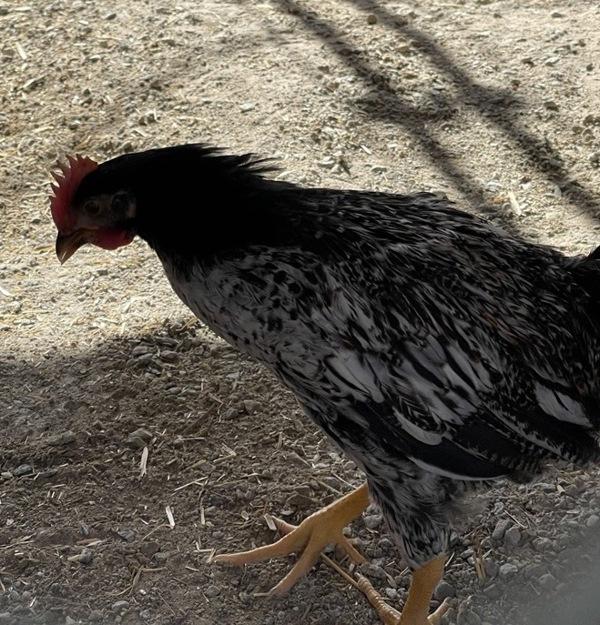 Spartacus, Adoptable, Young Male Chicken.