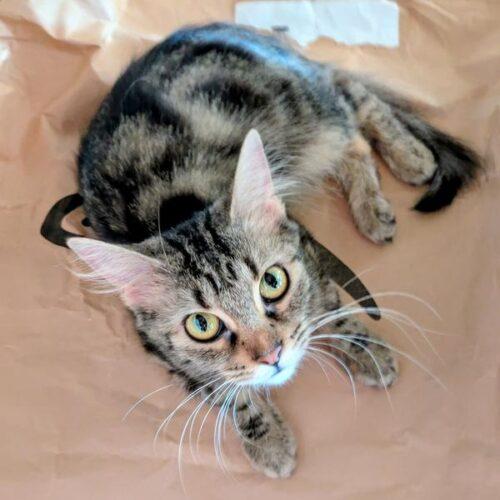 Nala J, Adoptable, Young Female Domestic Medium Hair.