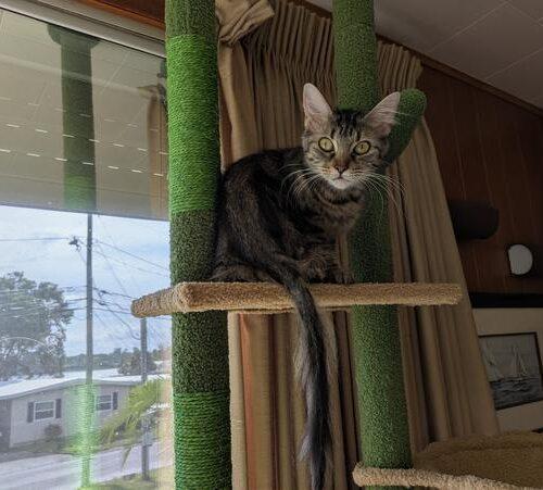 Enlarge Nala J, a Adoptable Domestic Medium Hair in Tampa, FL image 2/2