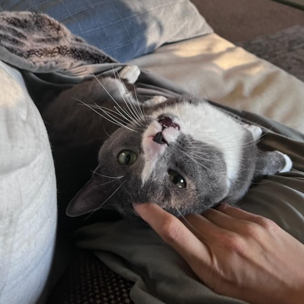 Blade Runner, a Adoptable Domestic Short Hair in Springfield, IL image 1/2