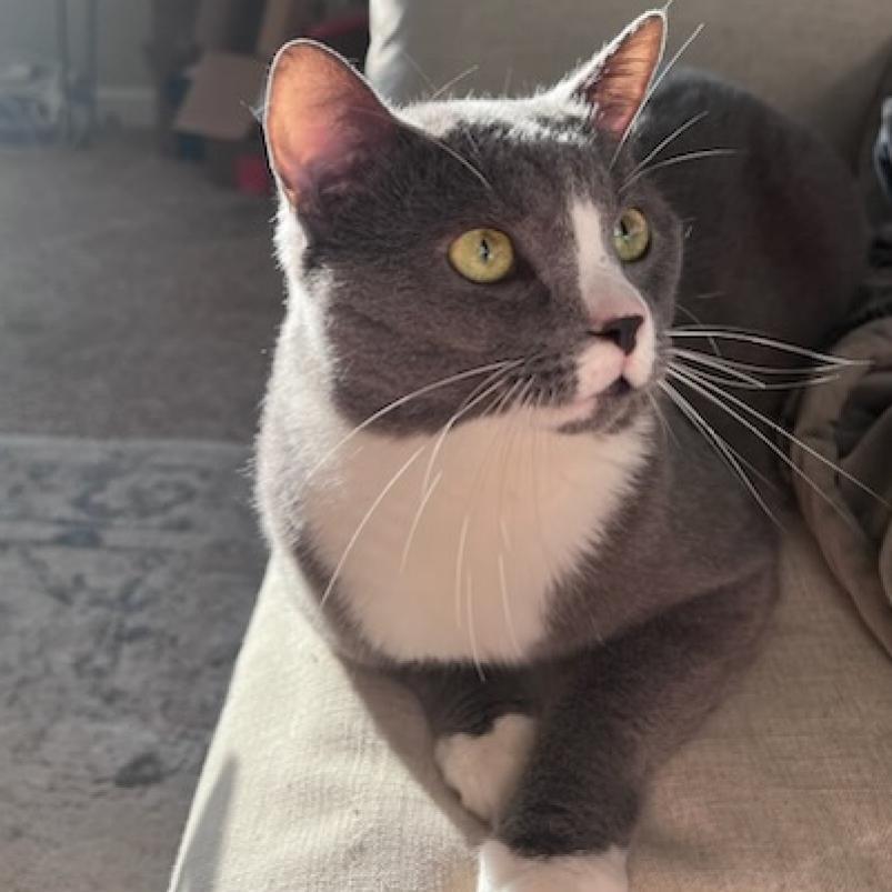 Blade Runner, a Adoptable Domestic Short Hair in Springfield, IL image 2/2