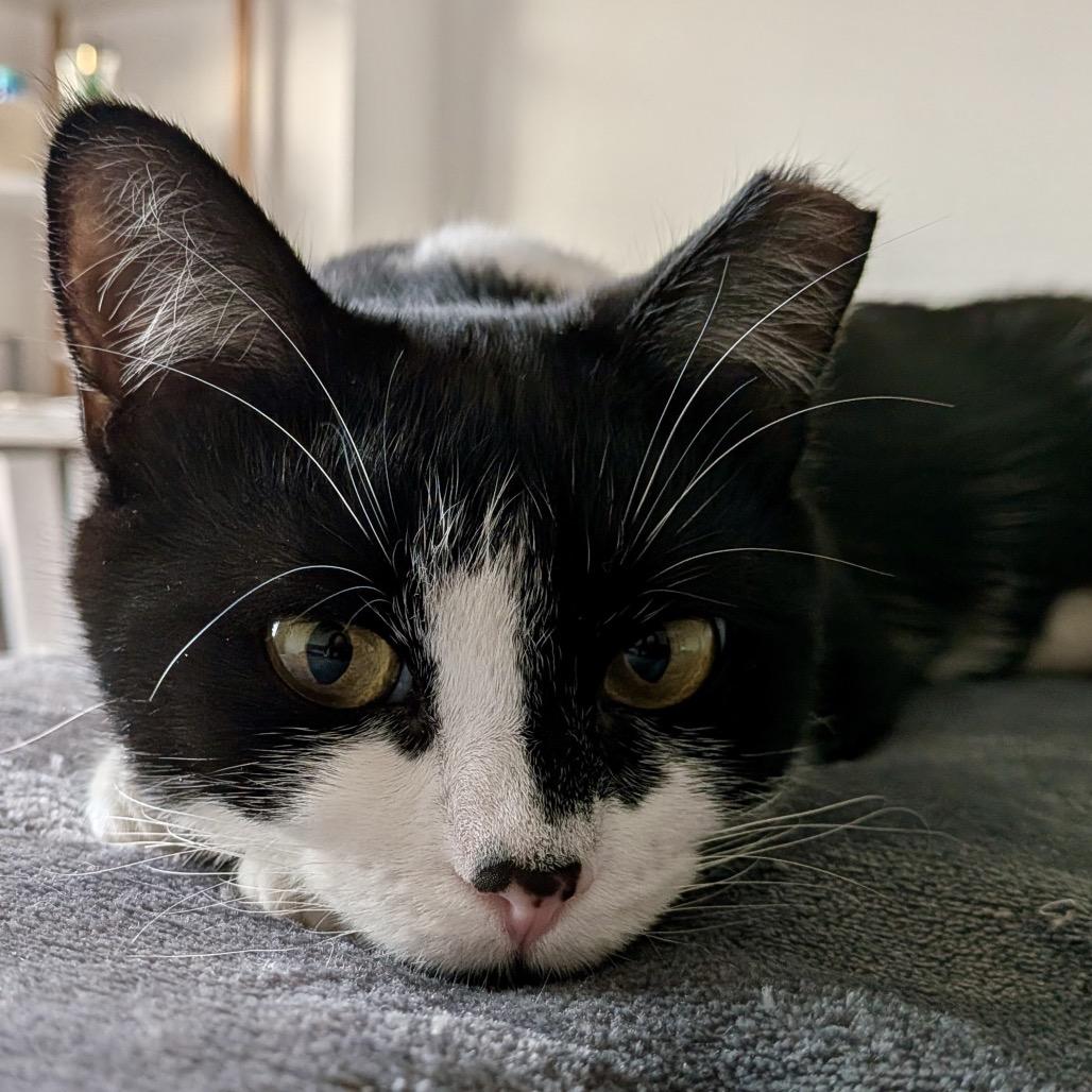 Enlarge Lily (Mama), a Adoptable Domestic Short Hair in Forest Hills, NY image 3/4