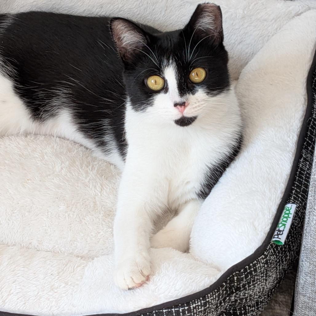 Enlarge Lily (Mama), a Adoptable Domestic Short Hair in Forest Hills, NY image 4/4