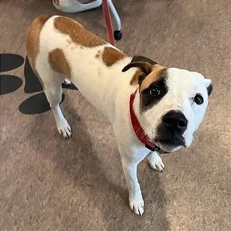 Brando, Adoptable, Young Male Terrier.