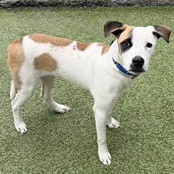 Enlarge Brando, a Adoptable Terrier in Saint Louis, MO image 2/2