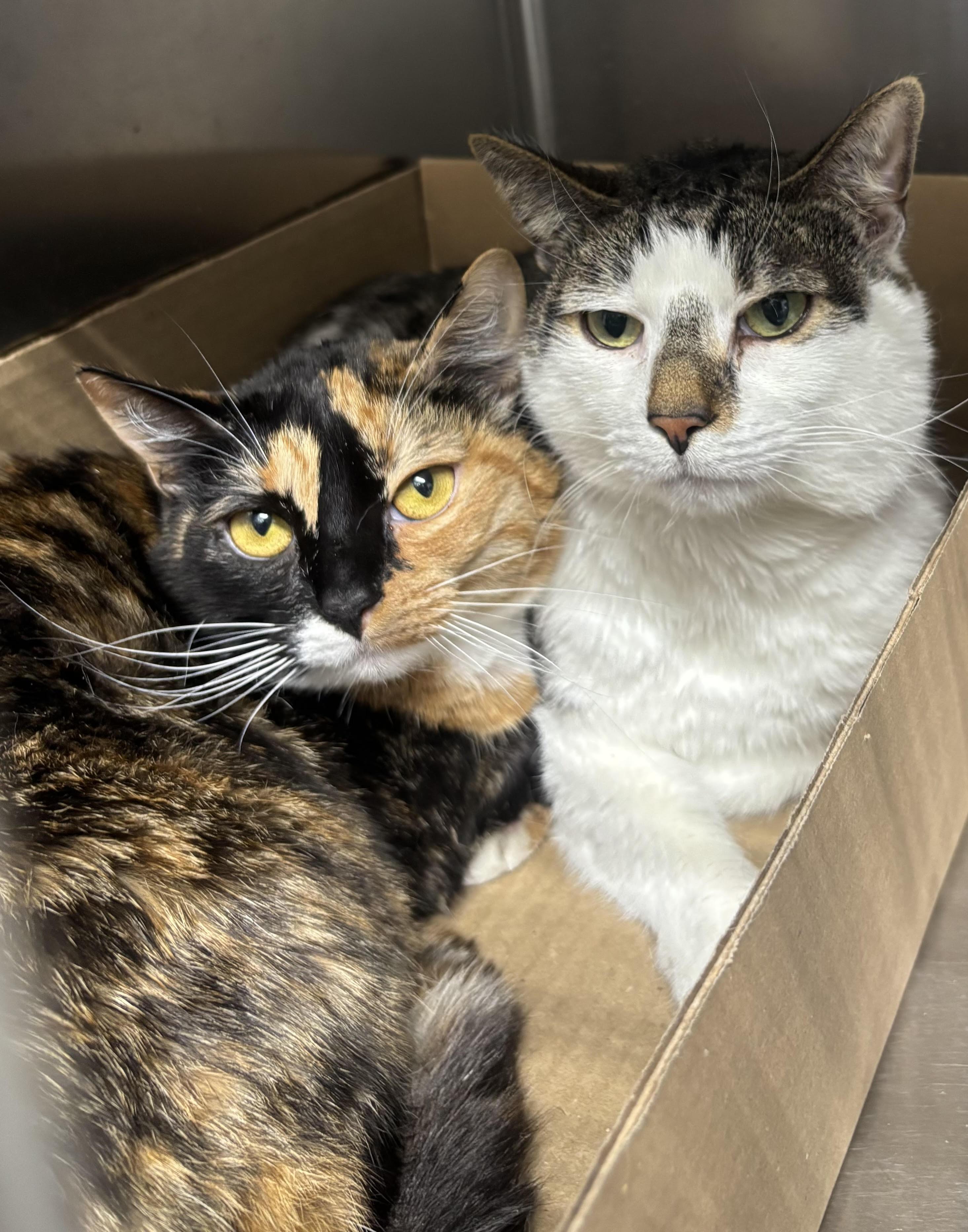 Enlarge Ruby and Moose, a ADOPTABLE Domestic Short Hair in North Haven, CT image 1/1