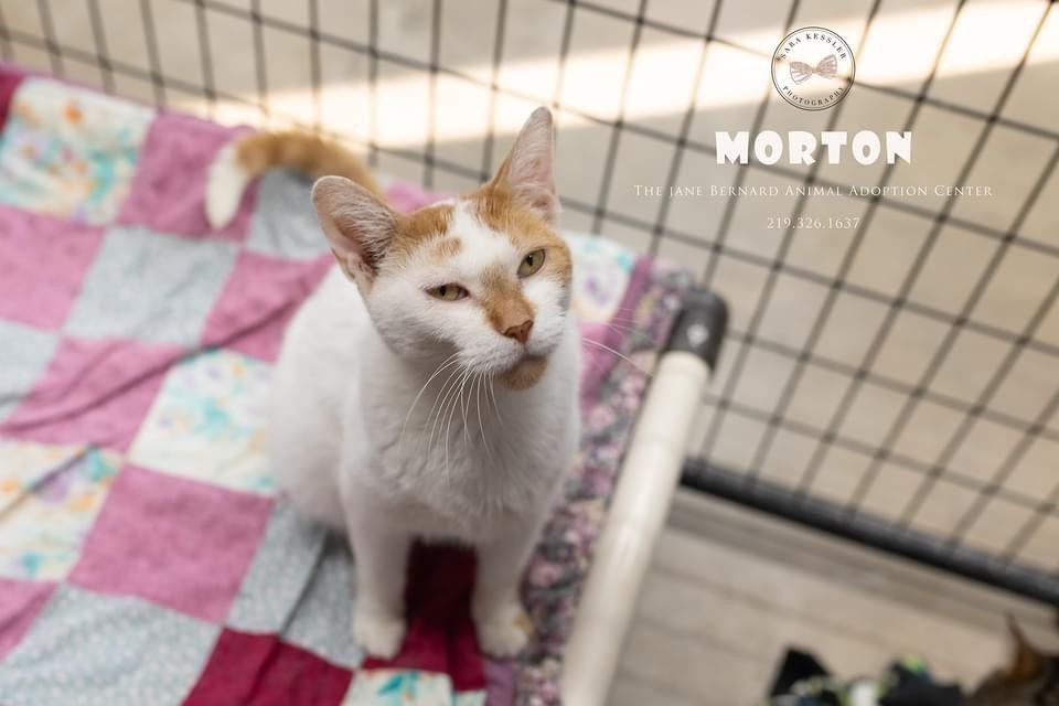 Morton, Adoptable, Adult Male Domestic Short Hair.