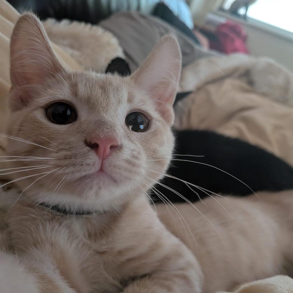 Boo Radley, Adoptable, Kitten Male Domestic Short Hair.