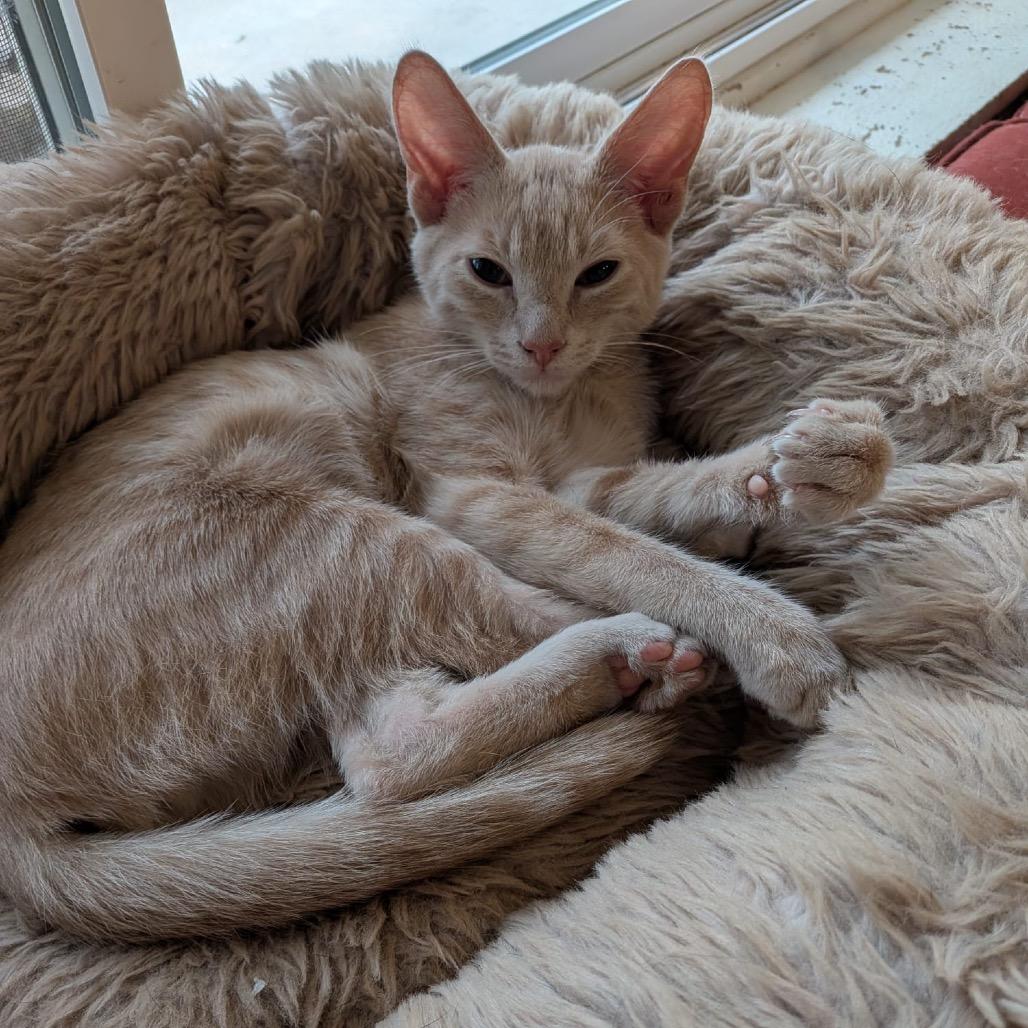 Enlarge Boo Radley, a Adoptable Domestic Short Hair in Talent, OR image 2/6