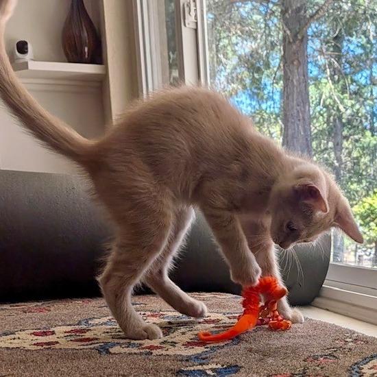 Enlarge Boo Radley, a Adoptable Domestic Short Hair in Talent, OR image 3/6