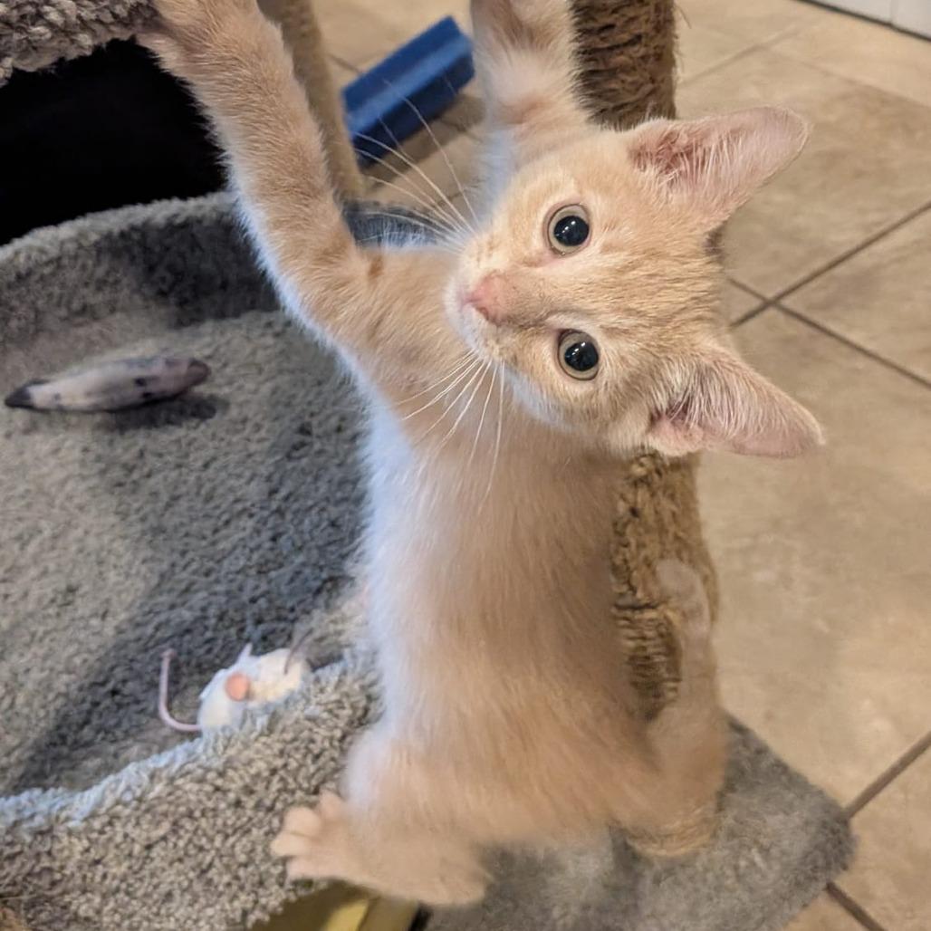Enlarge Boo Radley, a Adoptable Domestic Short Hair in Talent, OR image 4/6