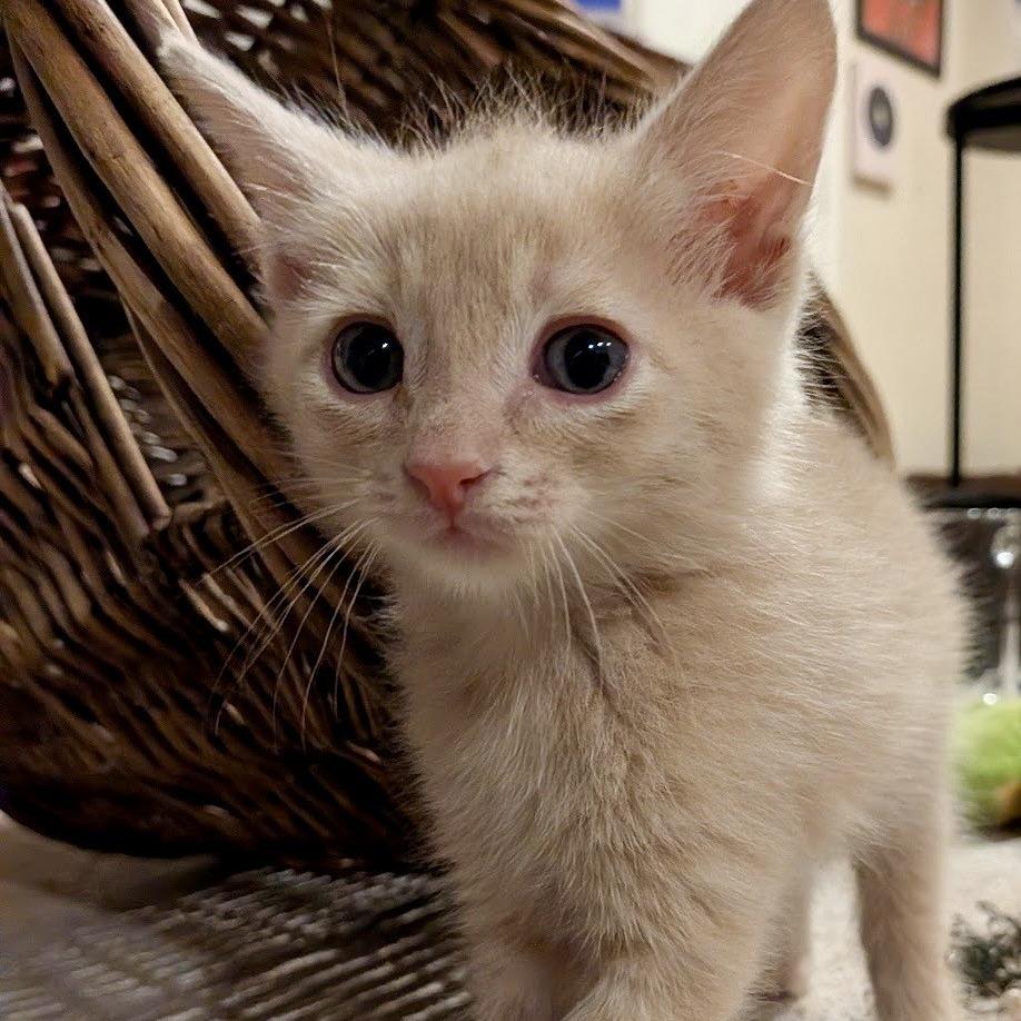 Enlarge Boo Radley, a Adoptable Domestic Short Hair in Talent, OR image 5/6
