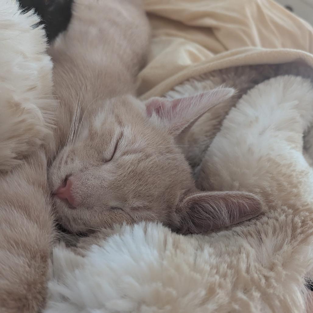 Enlarge Boo Radley, a Adoptable Domestic Short Hair in Talent, OR image 6/6