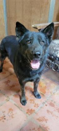 Dinah, Adoptable, Adult Female Shepherd & Mixed Breed.