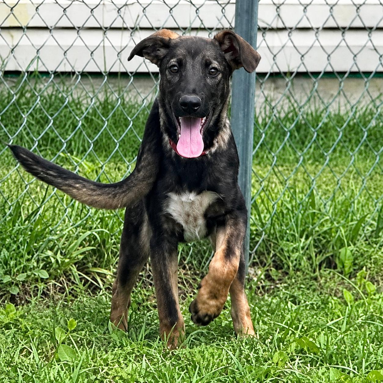 Indigo, Adoptable, Puppy Female German Shepherd Dog.