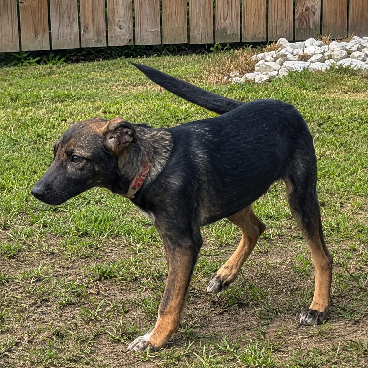 Indigo, a Adoptable mixed breed in Hillsborough, NJ image 2/2